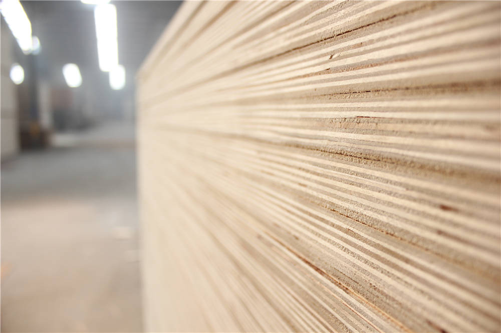 BC pine plywood (4).jpg